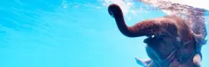 Olifant