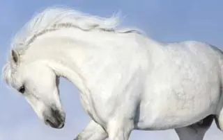 Witte paarden