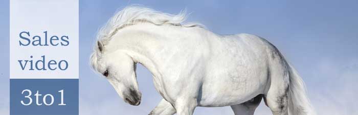 Witte paarden